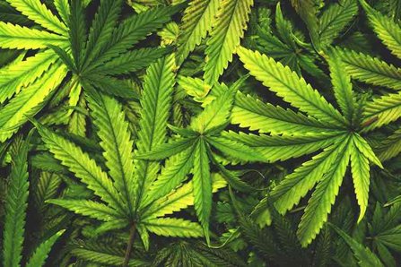 Cannabis leafs green